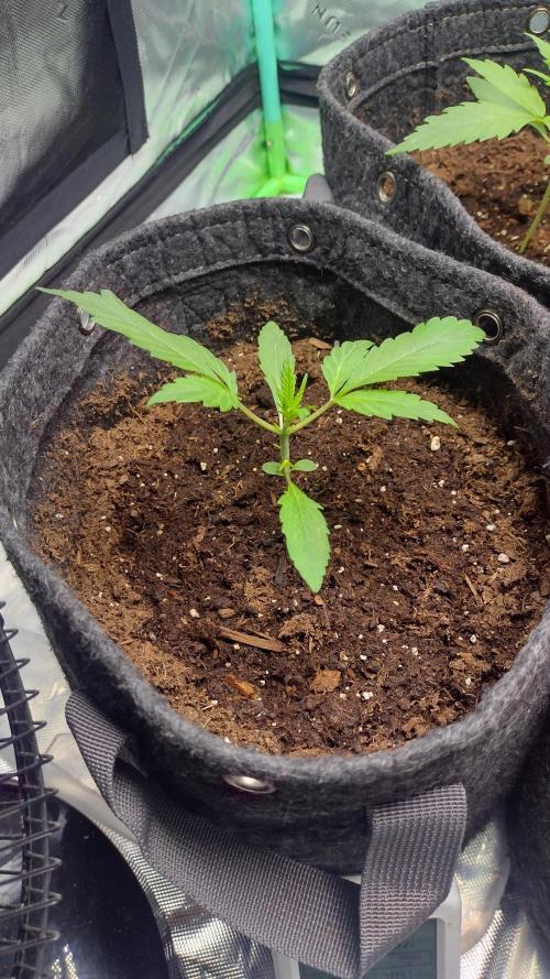 Banana purple punch. Week 2