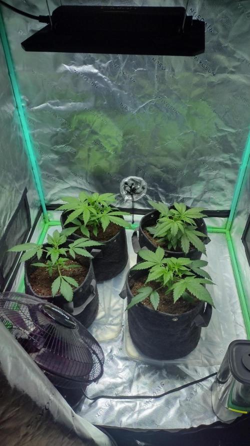 Banana purple punch. Week 3