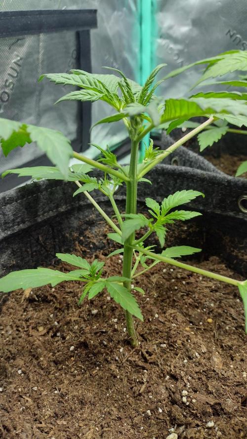 Banana purple punch. Week 3