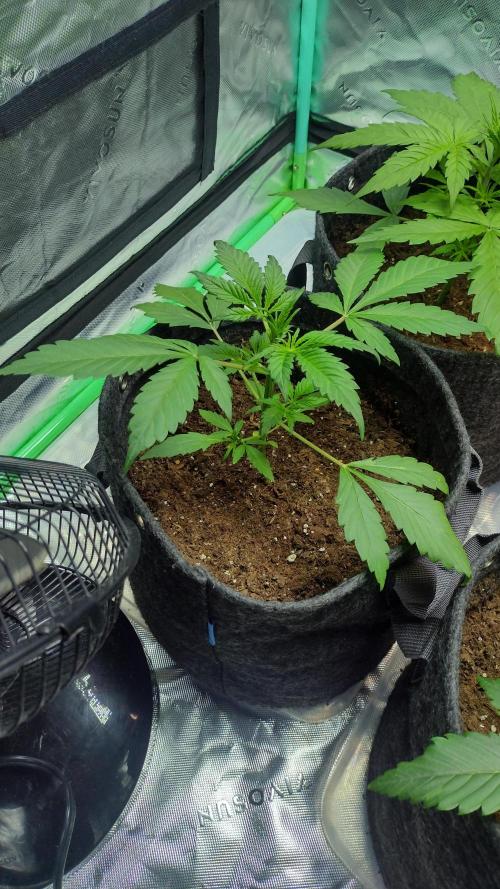 Banana purple punch. Week 3