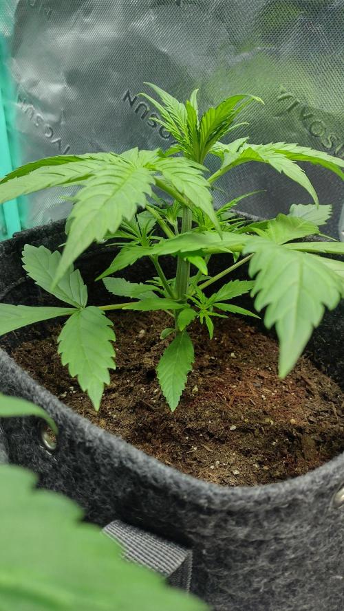 Lemon cherry cookies. Week 3