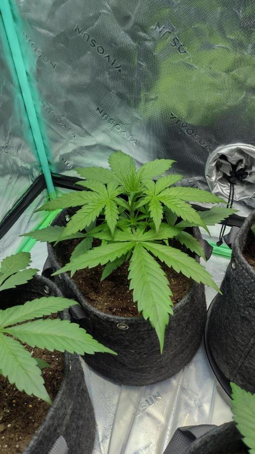 Lemon cherry cookies. Week 3