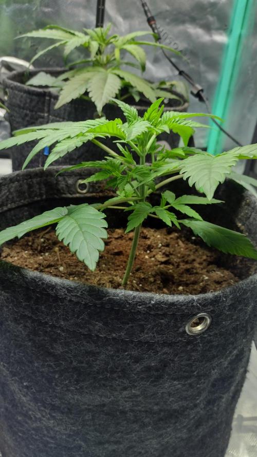 Orange President. Week 3