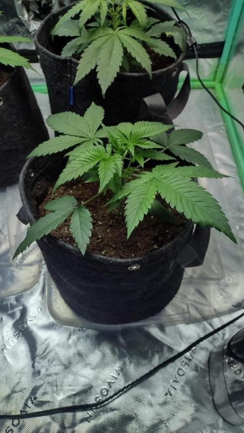 Orange President. Week 3