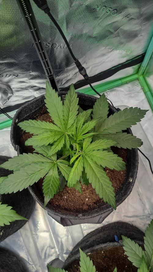 Sour jealousy. Week 3