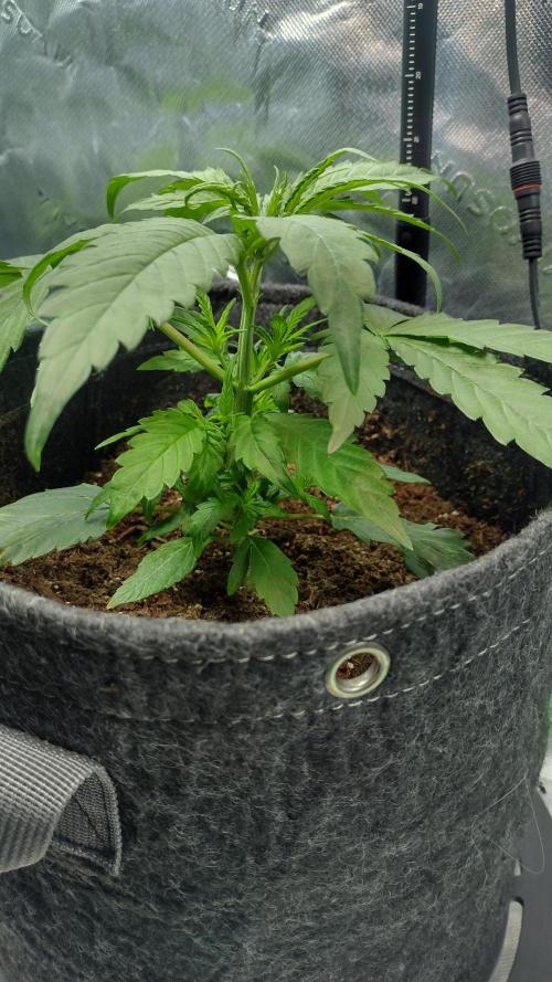 Sour jealousy. Week 3