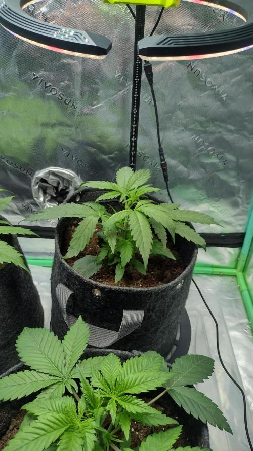 Sour jealousy. Week 3