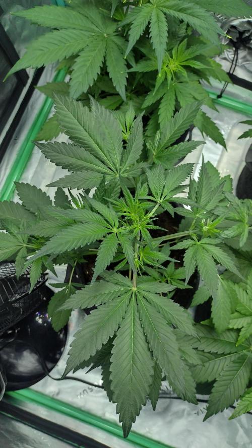 Banana purple punch. Week 4