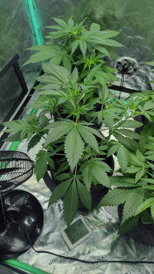 Banana purple punch. Week 4