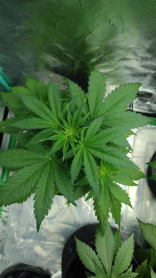 Lemon cherry cookies. Week 4