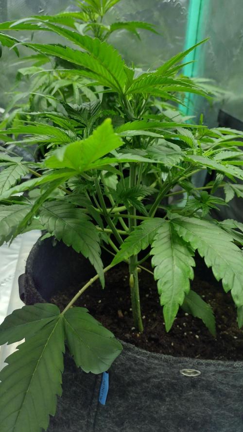 Orange President. Week 4