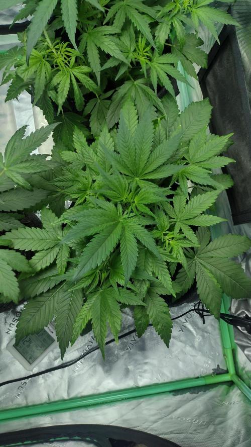 Orange President. Week 4