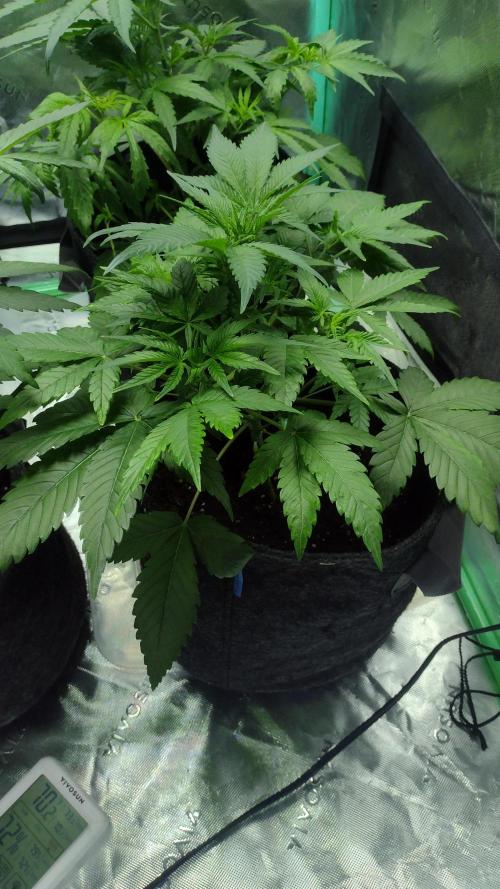 Orange President. Week 4