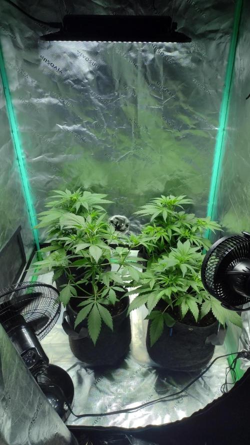 Sour jealousy. Week 4