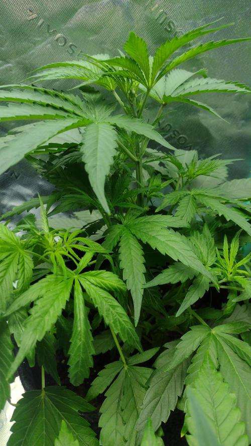 Sour jealousy. Week 4