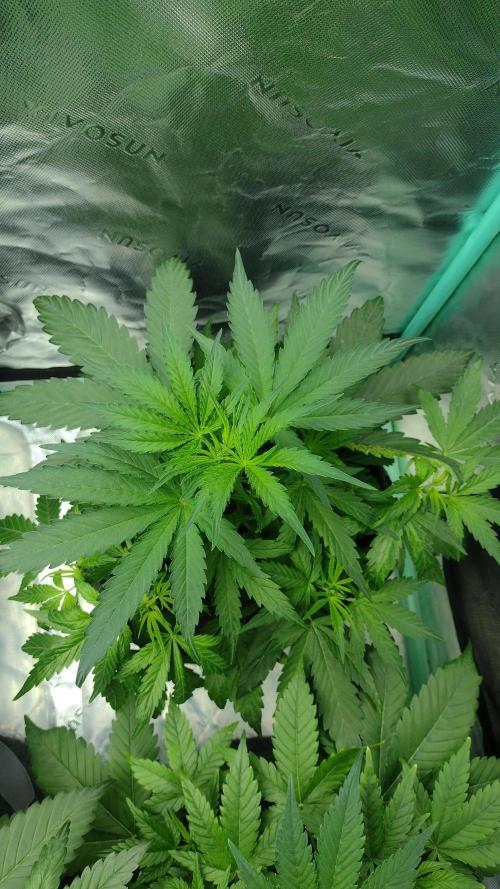 Sour jealousy. Week 4