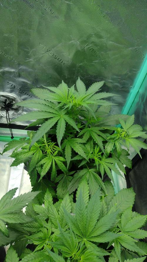 Sour jealousy. Week 4