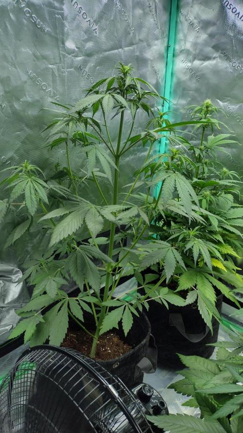 Banana purple punch. Week 5