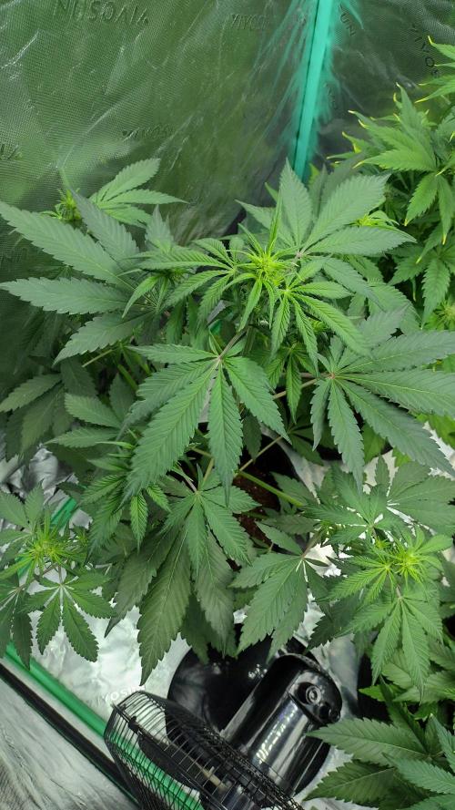 Banana purple punch. Week 5