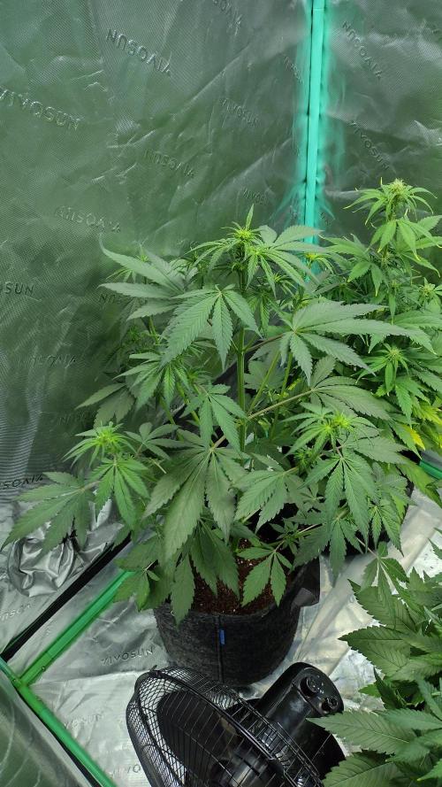 Banana purple punch. Week 5