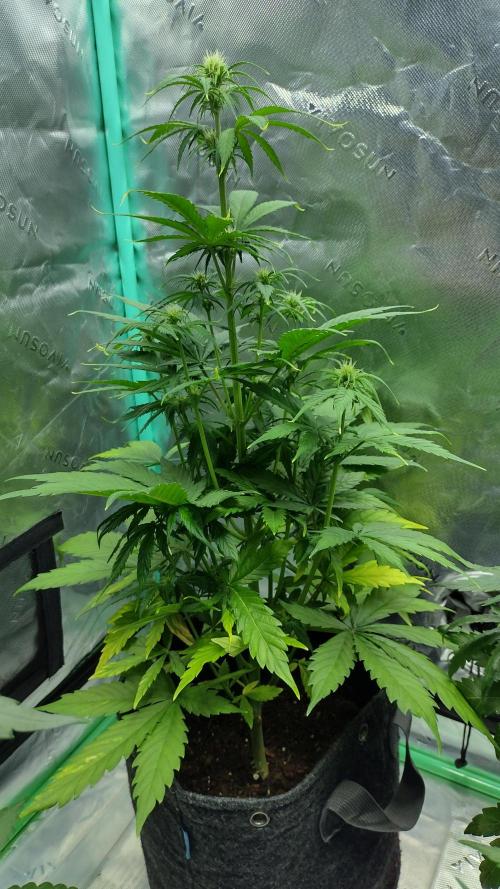 Lemon cherry cookies. Week 5