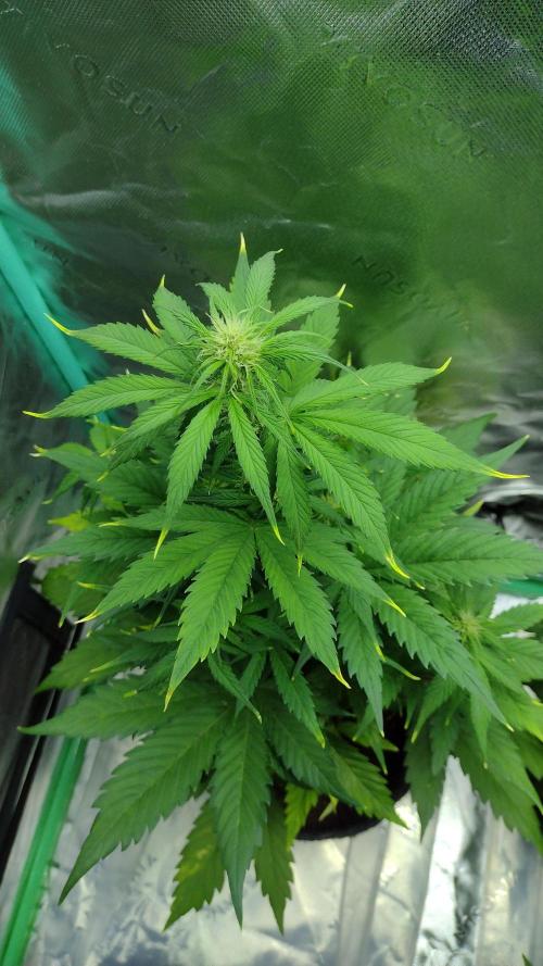 Lemon cherry cookies. Week 5