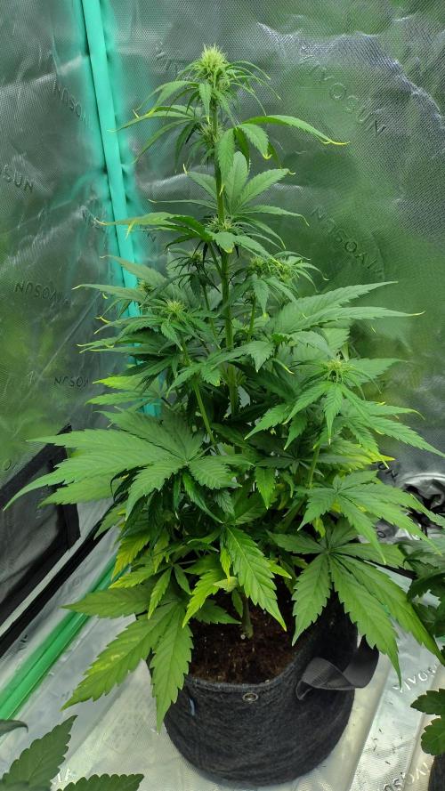 Lemon cherry cookies. Week 5