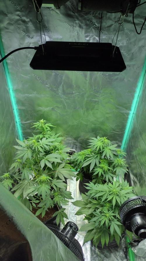 Orange President. Week 5