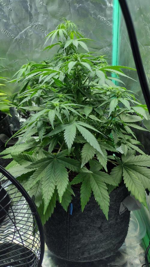 Orange President. Week 5