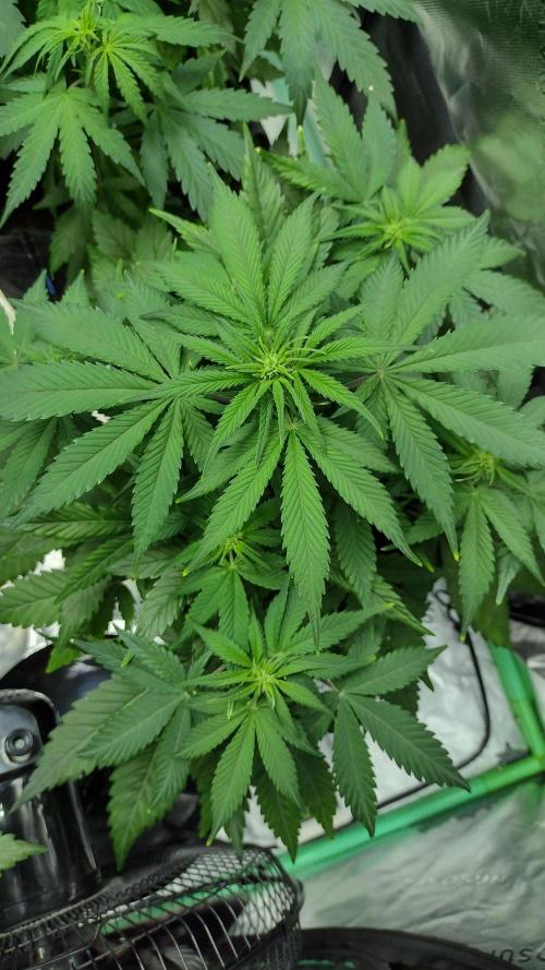 Orange President. Week 5