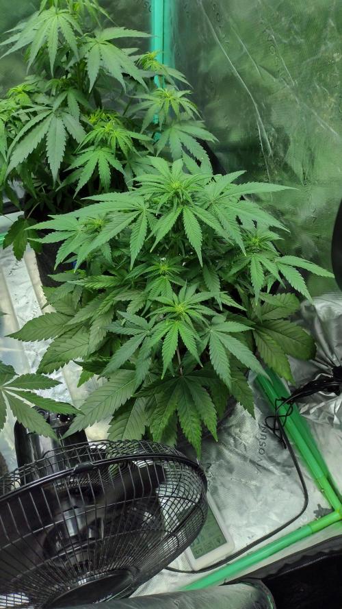 Orange President. Week 5