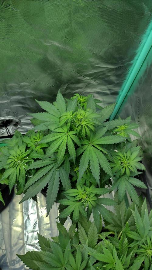 Sour jealousy. Week 5