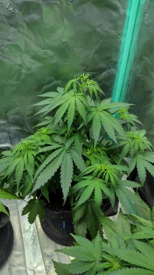 Sour jealousy. Week 5