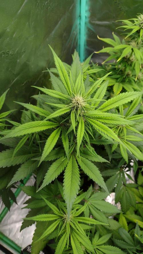 Banana purple punch. Week 6