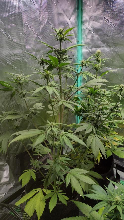 Banana purple punch. Week 6