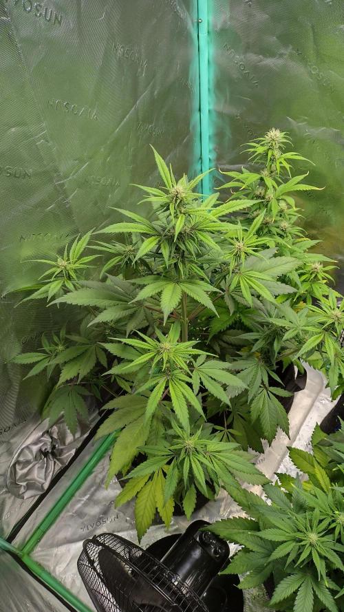 Banana purple punch. Week 6