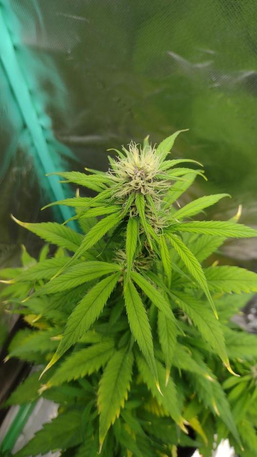 Lemon cherry cookies. Week 6