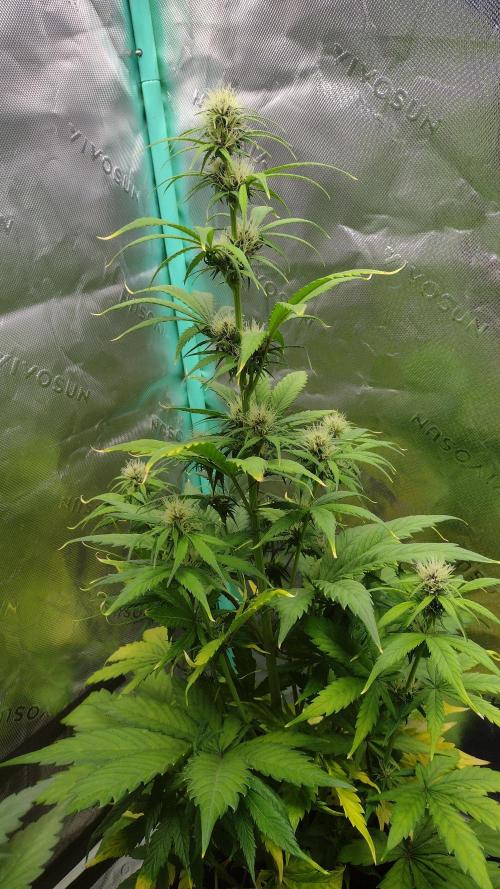 Lemon cherry cookies. Week 6