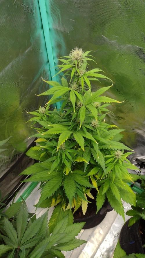 Lemon cherry cookies. Week 6