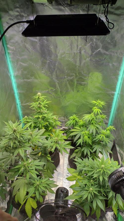 Orange President. Week 6