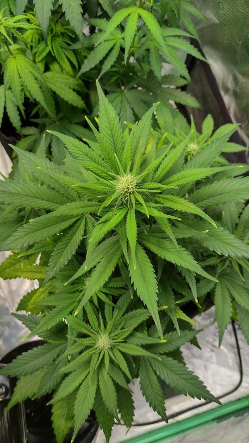 Orange President. Week 6