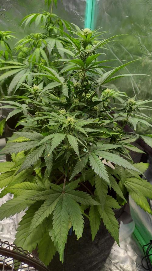 Orange President. Week 6