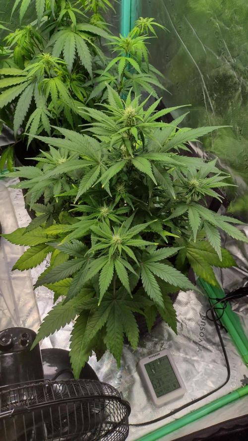 Orange President. Week 6