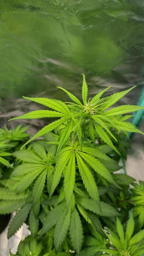 Sour jealousy. Week 6