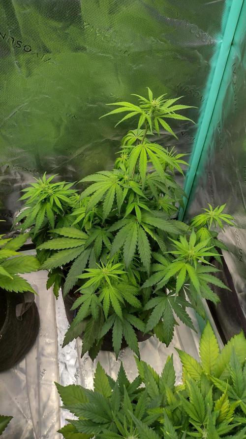 Sour jealousy. Week 6