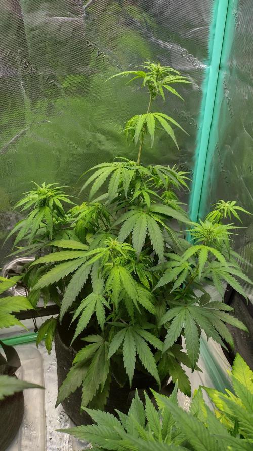 Sour jealousy. Week 6