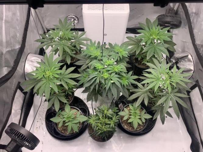 Dutch Passion Melonade Runtz Feminized + My own Homemade Strain