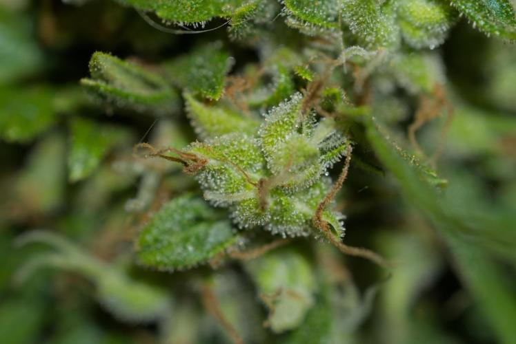 Choco Automatic. Week 14