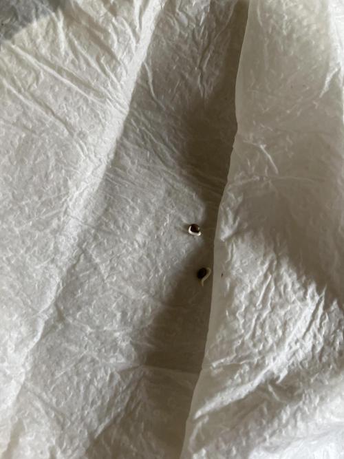 Purple Lemonade Auto. Week 0