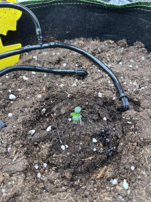 Purple Lemonade Auto. Week 0